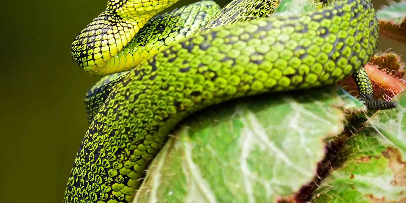 Rêver de serpent : signification et interprétation